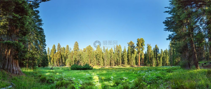 自然公园高大的树木图片
