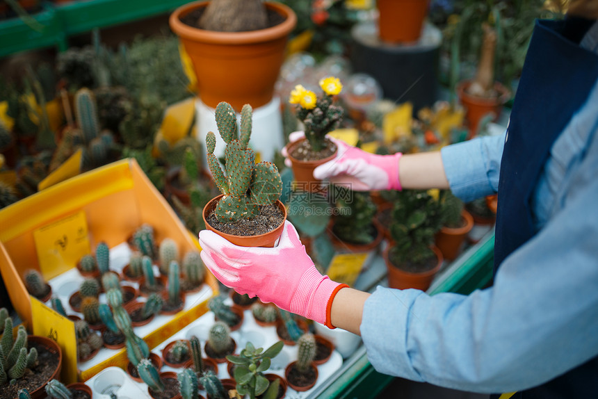 围裙上的妇女出售花店卉栽培的鲜女卖方喷洒植物园艺店图片