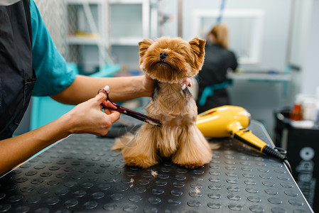 美容师正在给小狗修剪毛发高清图片