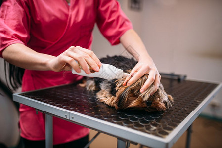 美容师正在给小狗做清洁服务图片