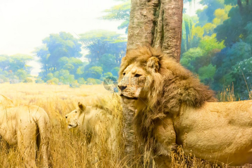 猎食动物的野生自然概念狮子的家族图片
