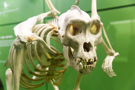 关闭古生物学博馆的恐龙骨骼图片