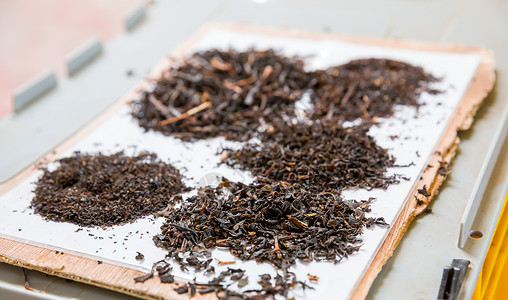 塞隆茶的收集特结视图塞兰卡植物茶的收集高清图片