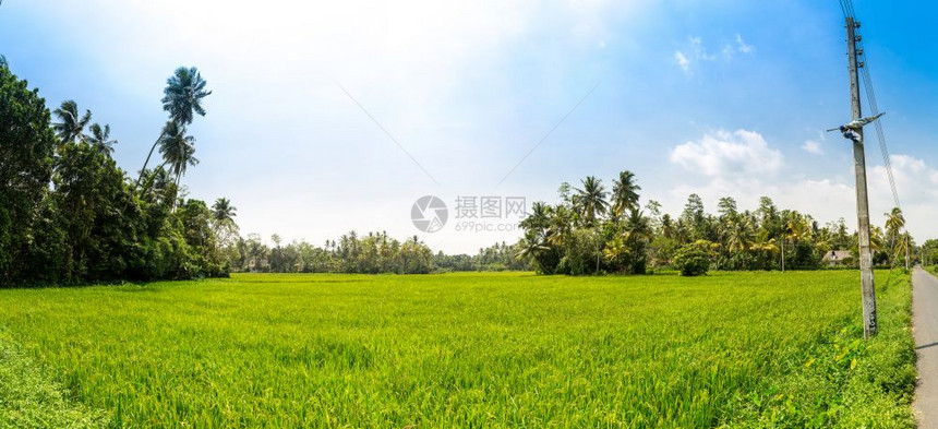 锡兰稻田全景图片