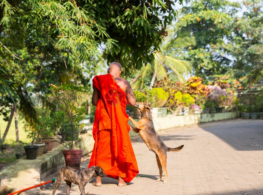 在布达寺庙里喂养狗的cylonbudha寺庙里喂养狗的bodhism宗教图片