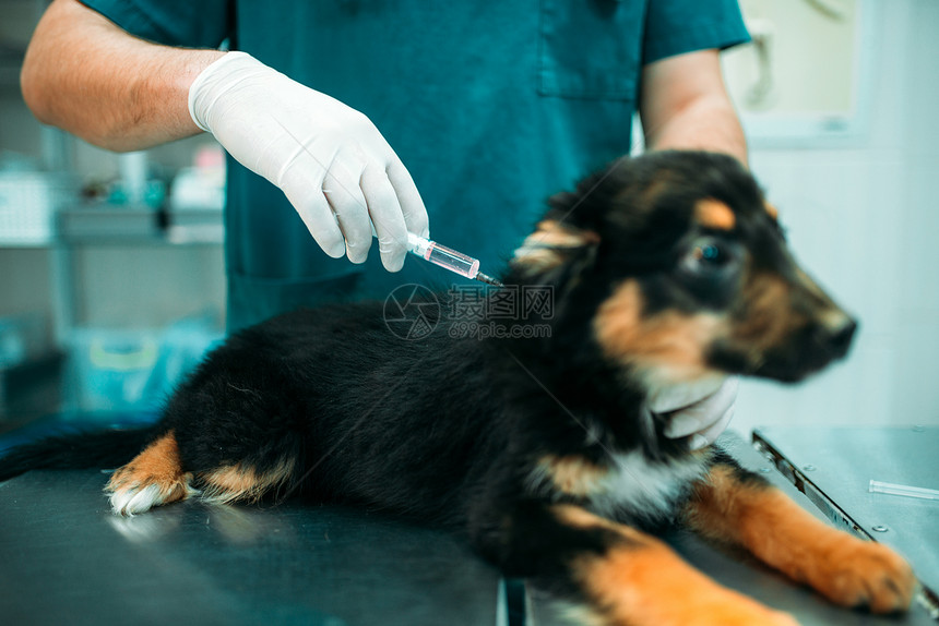 男专家给狗注射兽医诊所治疗生病的狗图片