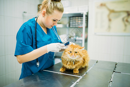专业兽医看猫耳朵诊所在动物院工作的兽图片