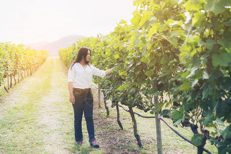 葡萄园女工在中检查酒酿和工人概念葡萄园中阳光明媚的日子图片
