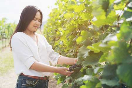 葡萄园女工在中检查酒酿和工人概念葡萄园中阳光明媚的日子背景图片