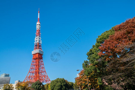 在日本东京蓝天下的东京塔图片