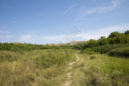 日古尔约夫斯克萨马拉地区的草木背景