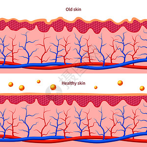 胶原蛋白皮肤皮肤图层人类体影响健康病媒图层插画