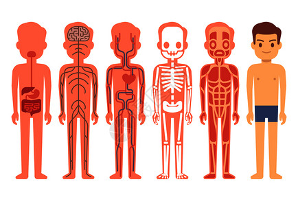 人骨架男骨骼肌肉循环神经和消化系统人体功能卡通插图人体解剖矢量图男骨骼神经和消化系统插画