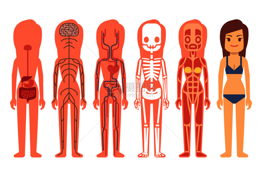人体生命支持系统包括插图人体解剖肌肉循环神经和消化系统图片