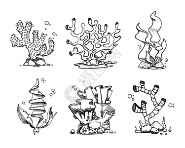 手工绘制的老珊瑚和海藻涂鸦草图风格的矢量组合海藻植物洋框架珊瑚的插图图片