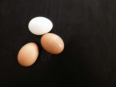 动物鸡生的蛋高清图片