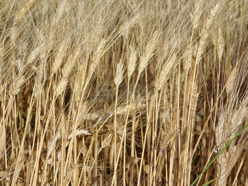 小麦田里的小麦图片