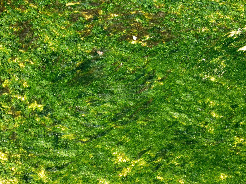 长在地上绿色的海藻图片