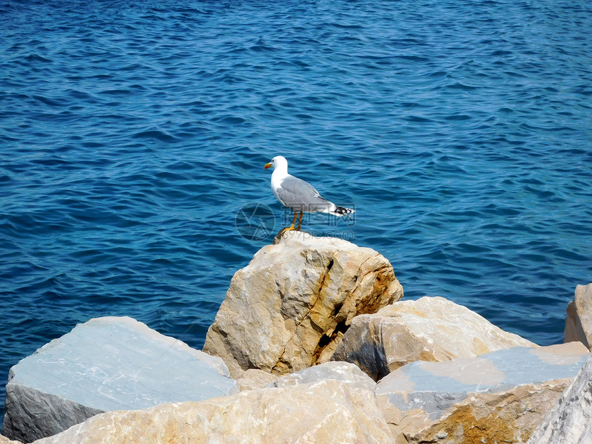 海边凌乱石块中有一只美丽的海鸥图片