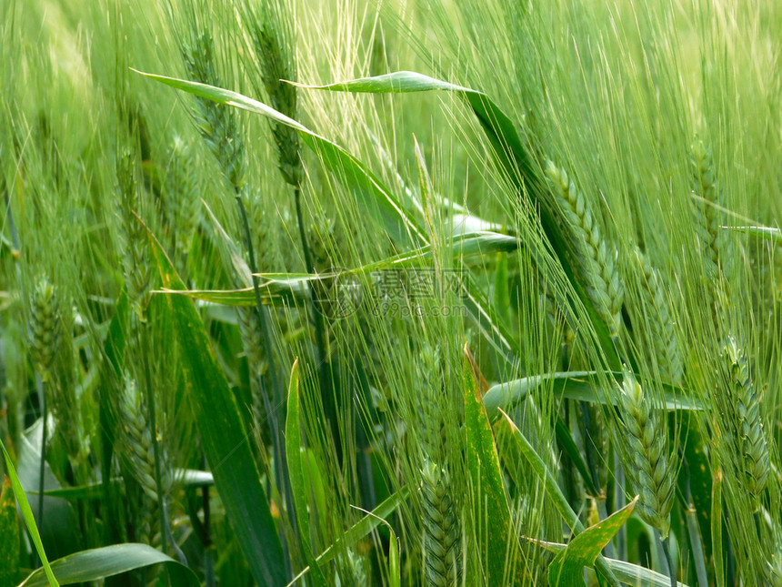 农作物绿色的小麦图片