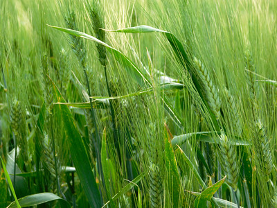 农作物绿色的小麦图片