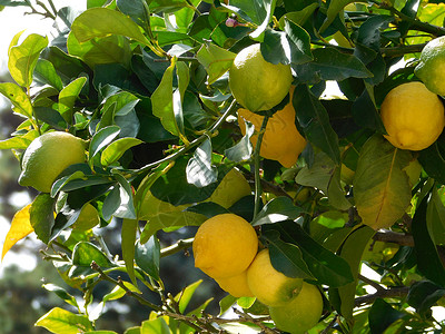 柠檬树背景图片