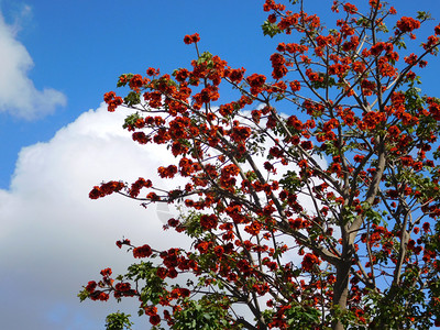 红花树图片