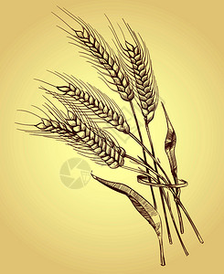 黑麦小麦和谷物面包店草图矢量说明小麦果收割和谷物耳朵插画