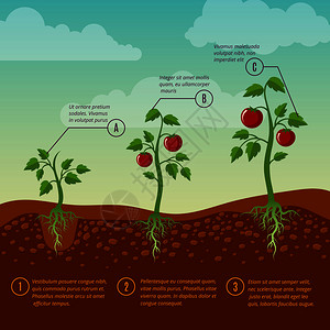 西红柿生长和种植阶段平方矢量图蔬菜种植花园农业示例蔬菜番茄和阶段平方矢量图背景图片