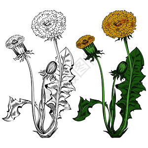 复古涂鸦植物背景图片