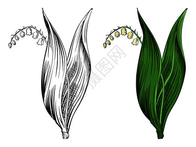 杜奎特复古涂鸦植物矢量插图插画