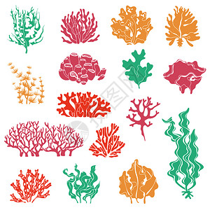 番西花海洋珊瑚礁水下海洋植物插画