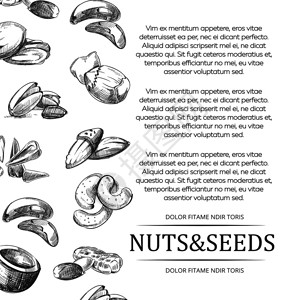 用手画的坚果和种子套手画的坚果和种子套手画的坚果和种子挂横幅或海报图片