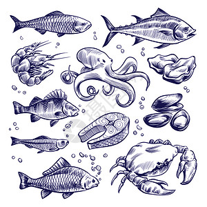 生活美食家卡通手绘海洋生物插画