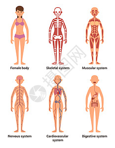 系统矢量女解剖学神经和肌肉系统心脏和其他器官的病媒说明女骨骼解剖学神经和消化系统神经和肌肉系统心脏和其他器官的病媒说明背景