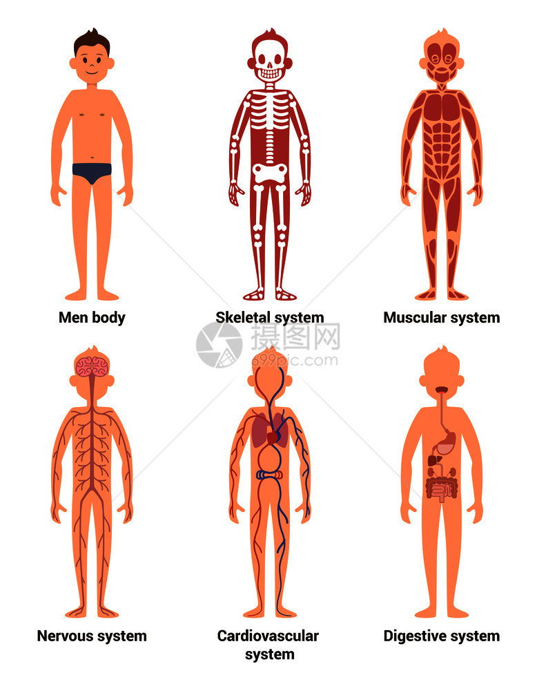 男人的身体解剖神经和肌肉系统图片