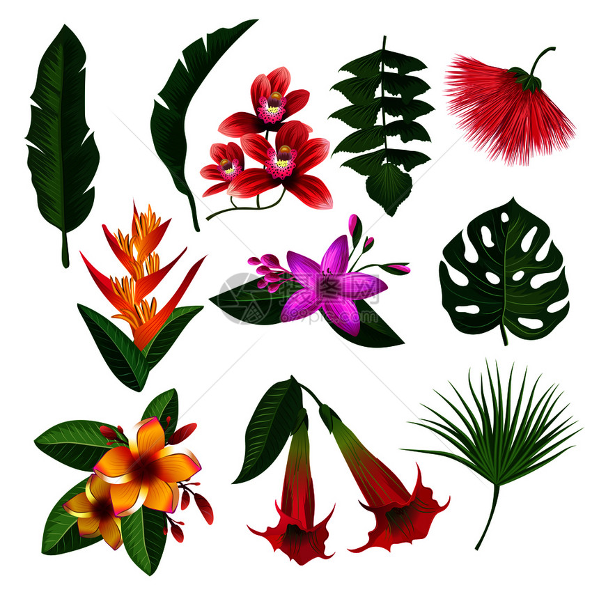 热带植物花叶和树枝背景矢量图图片