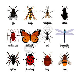 黄蜂蜇伤卡通可爱矢量昆虫图标插画