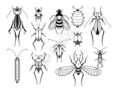 不同昆虫矢量生物学插图图片
