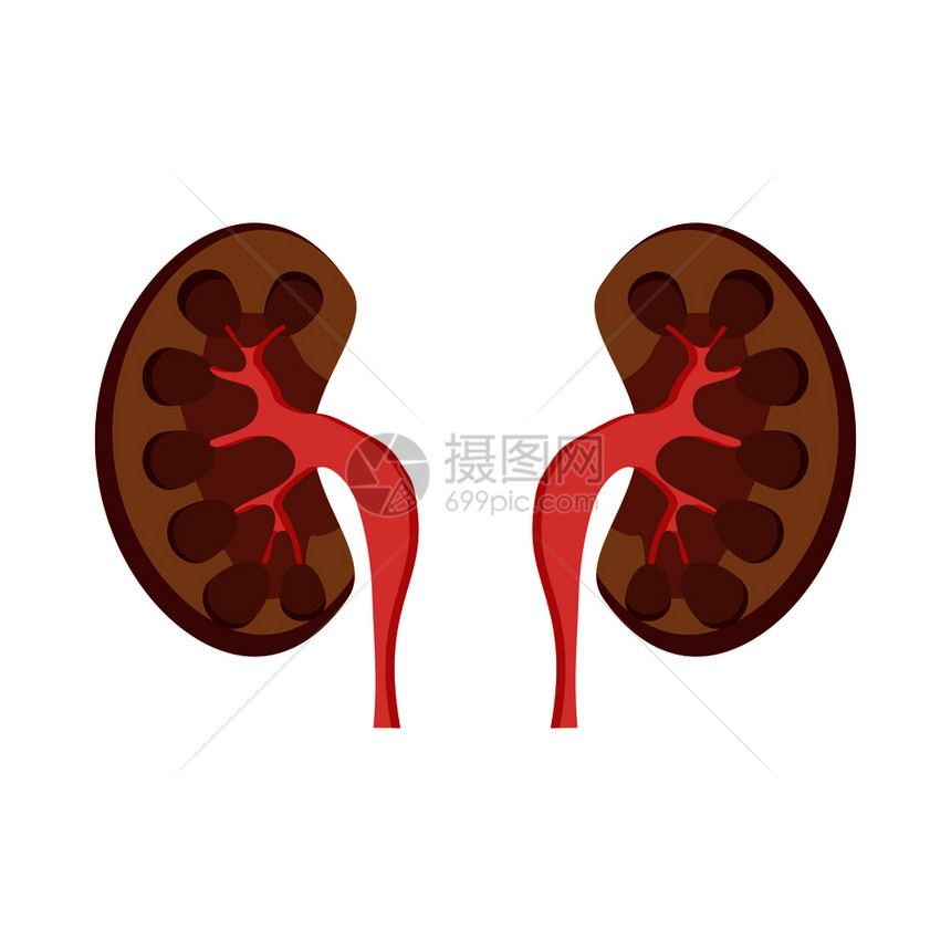 白色背景的卡通风格中人类肾图标卡通风格图片