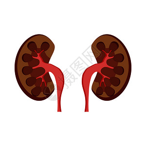 白色背景的卡通风格中人类肾图标卡通风格图片