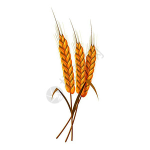 黑麦领域卡通风格小麦矢量图插画