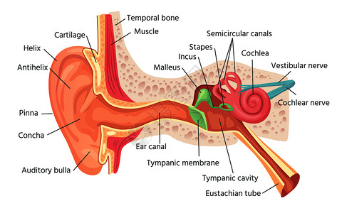 耳朵的结构图解前庭解剖高清图片