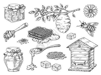 蜂蜜生产素材传统蜜蜂窝和罐草图元素面粉花和蜜蜂wax病媒有机甜蜜产品手工提取蜂蜜传统窝和罐草料元素面粉花和蜜罐草图元素病媒有机蜂产品插画