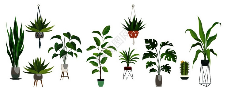 植物装饰性的托皮里高清图片