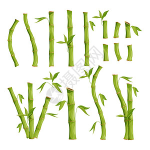 竹树丛林木矢量绿竹树用叶图解的干丛林木的自然生态图画图片
