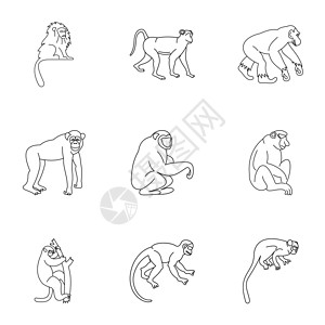 狒狒设计素材卷尾猴野生的高清图片