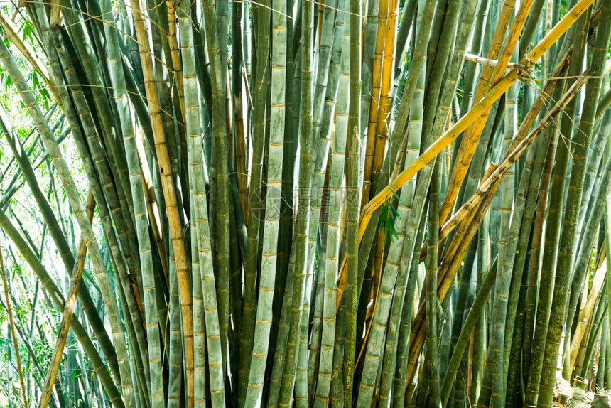 近视的竹草风景图片