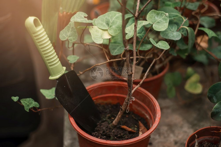 种植植物图片