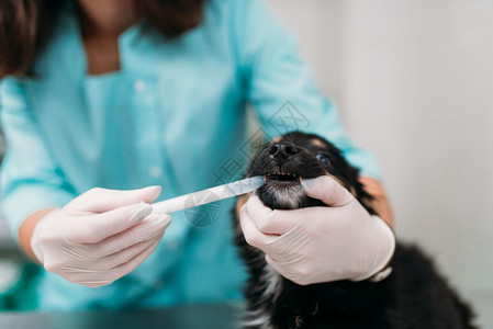 兽医生在治疗一只病狗图片